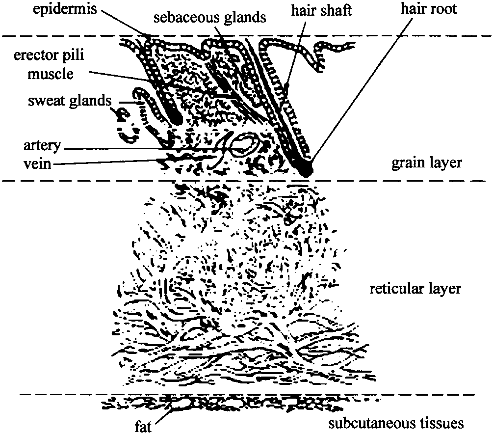 1 Histological Outline of Hides and Skins